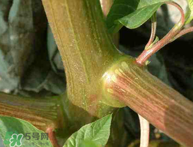 莧菜桿能吃嗎？莧菜桿子可以吃嗎？
