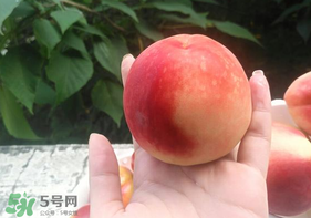 毛桃怎么保存？毛桃可以放冰箱？