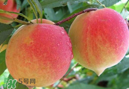 毛桃的皮能吃嗎？毛桃皮可以吃嗎？