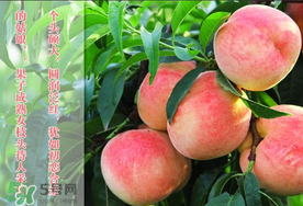 毛桃和西瓜能一起吃嗎？毛桃和西瓜能同時吃嗎？