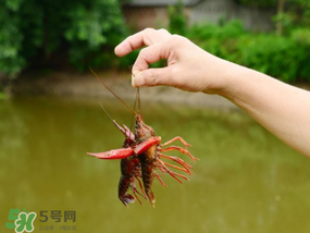 釣龍蝦用什么肉？釣龍蝦用什么肉是最厲害的？