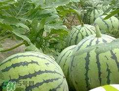 西瓜子是白色的能吃嗎？西瓜籽是白色的能不能吃