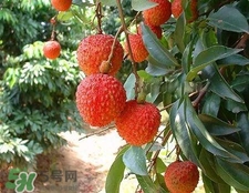 荔枝和龍眼哪個更上火？荔枝和龍眼味道差不多