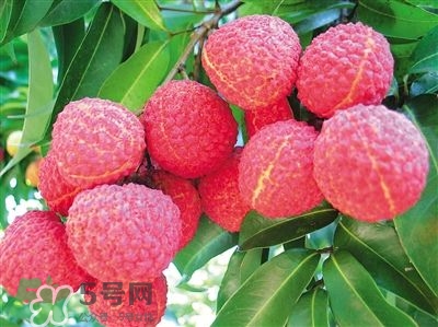 荔枝是幾月份的水果？荔枝是上火的嗎？