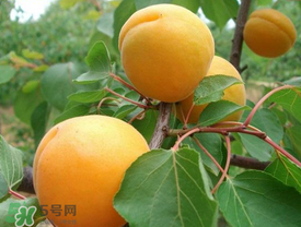 新鮮杏子可以放冰箱嗎？新鮮杏子怎么保存？
