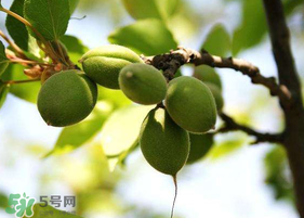 青杏怎么腌制？腌制青杏用糖比例