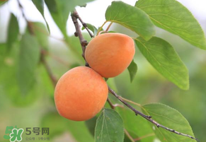 黃杏孕婦可以吃嗎？孕婦可以吃黃杏嗎？