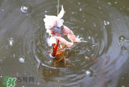 釣小龍蝦用什么餌？釣小龍蝦用什么誘餌最好？