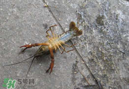 釣小龍蝦用什么餌？釣小龍蝦用什么誘餌最好？