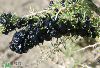 黑枸杞真假怎么辨別？黑枸杞真假辨別的方法