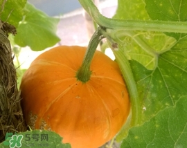 太陽果多少錢一斤？太陽果的價(jià)格