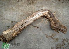 山葡萄根一斤多少錢？山葡萄根功效與作用