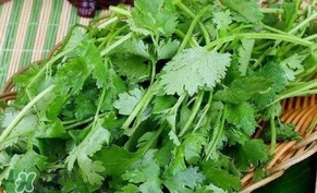 香菜洗腎有科學(xué)依據(jù)么？香菜能洗腎是真的嗎？