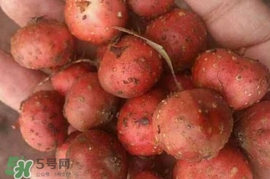 野地瓜賣多少錢一斤？野地瓜的功效與作用