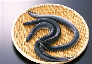 釣黃鱔用什么餌料？用什么釣黃鱔最好？