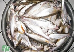 翹殼是什么魚？翹殼魚多少錢一斤2017？