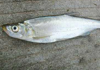翹嘴魚(yú)怎么做好吃？翹嘴魚(yú)的做法