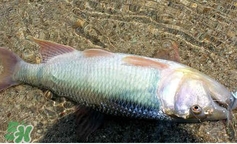 馬口魚怎么吃？馬口魚怎么做好吃？