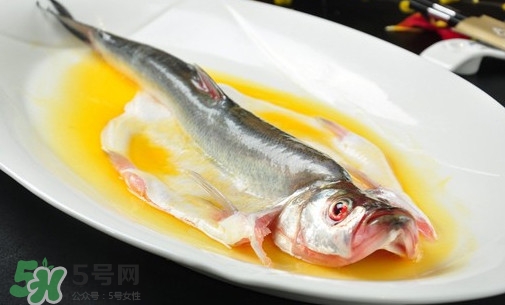 白條魚能長多大？白條魚可以長多大？