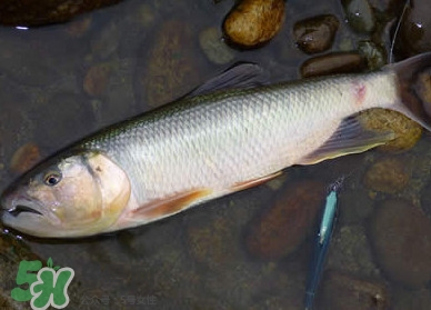 馬口魚多少錢一斤2017？野生馬口魚多少錢一斤？