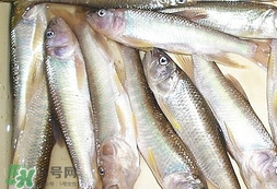 馬口魚怎么吃？馬口魚怎么做好吃？