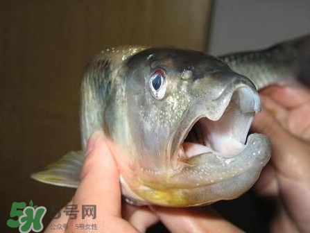 馬口魚(yú)怎么釣？馬口魚(yú)什么時(shí)候釣最好