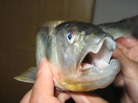 釣馬口魚用什么餌料？釣馬口魚用什么打窩？