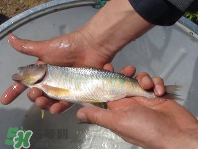 馬口魚(yú)喜歡吃什么？馬口魚(yú)一般生長(zhǎng)在什么地方