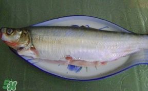 釣翹嘴魚用什么餌料好？翹嘴魚什么時候好釣