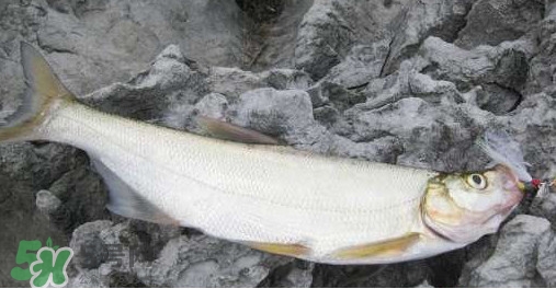 翹嘴魚(yú)是什么魚(yú)？翹嘴魚(yú)是淡水魚(yú)嗎