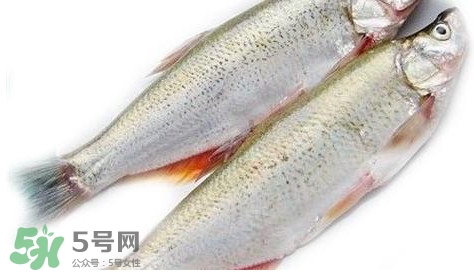 白條魚能長多大？白條魚可以長多大？