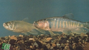馬口魚是海魚嗎？馬口魚是什么魚