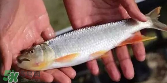 馬口魚能長多大？馬口魚最大能長多長？