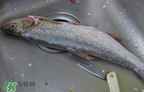翹殼是什么魚？翹殼魚多少錢一斤2017？