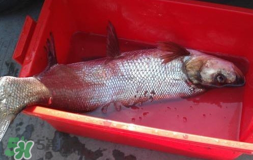 翹殼魚怎么做好吃？翹殼魚刺多嗎