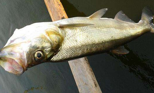 翹嘴魚(yú)是白條嗎？翹嘴魚(yú)和白條的區(qū)別