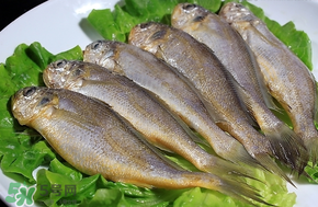 小黃魚(yú)長(zhǎng)大后會(huì)不會(huì)變成大黃魚(yú)？