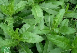 刺兒菜是蒲公英嗎？刺兒菜和蒲公英的區(qū)別