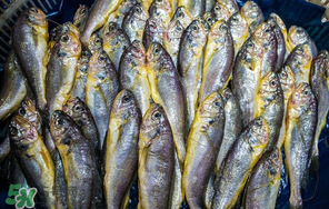 小黃魚多少錢一斤？野生小黃魚多少錢一斤？