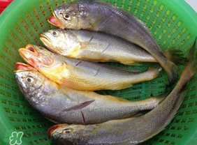 小黃魚可以養(yǎng)殖嗎？小黃魚能人工養(yǎng)殖嗎？