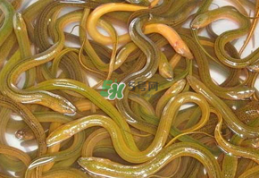 鱔魚可以養(yǎng)多久？鱔魚怎么養(yǎng)？