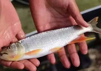 馬口魚能長(zhǎng)多大？馬口魚最大能長(zhǎng)多長(zhǎng)？