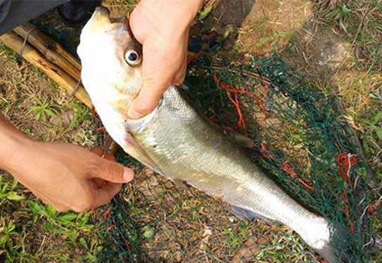 翹嘴魚(yú)是白條嗎？翹嘴魚(yú)和白條的區(qū)別