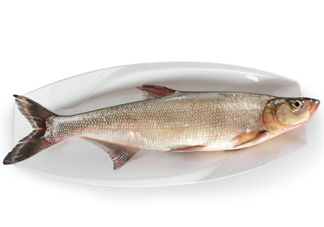 翹嘴魚(yú)多少錢(qián)一斤2017？翹嘴魚(yú)價(jià)格