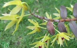 石斛花什么時(shí)候采摘？石斛花泡水喝有什么功效