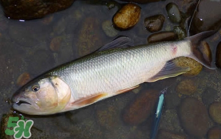 馬口魚是海魚嗎？馬口魚是什么魚
