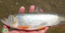 馬口魚(yú)喜歡吃什么？馬口魚(yú)一般生長(zhǎng)在什么地方