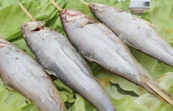 釣馬口魚用什么餌料？釣馬口魚用什么打窩？