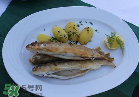馬口魚能長多大？馬口魚最大能長多長？