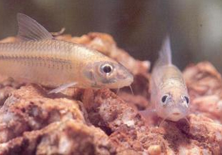 馬口魚能養(yǎng)殖嗎？馬口魚怎么養(yǎng)？